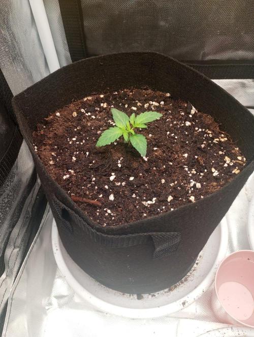 3 black domina feminizada. Week 2