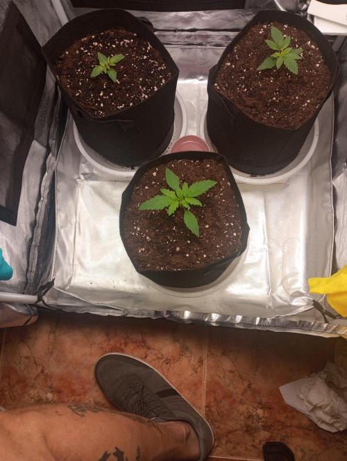 3 black domina feminizada. Week 2