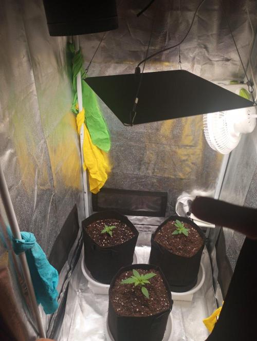 3 black domina feminizada. Week 2