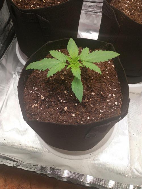 3 black domina feminizada. Week 2
