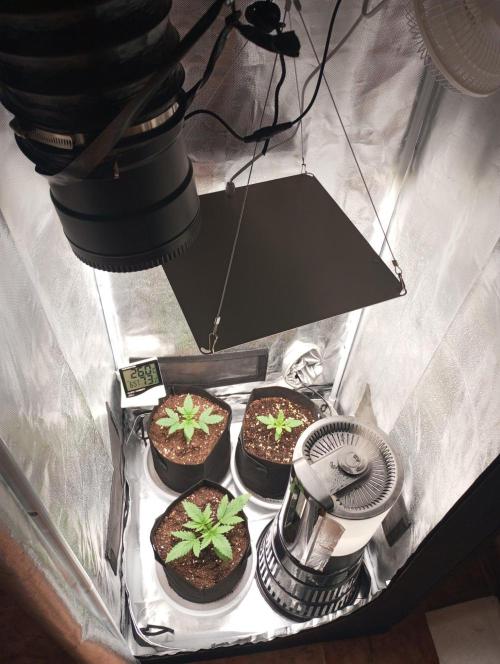 3 black domina feminizada. Week 2