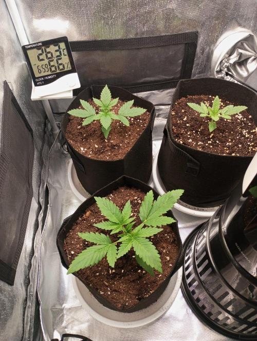 3 black domina feminizada. Week 2