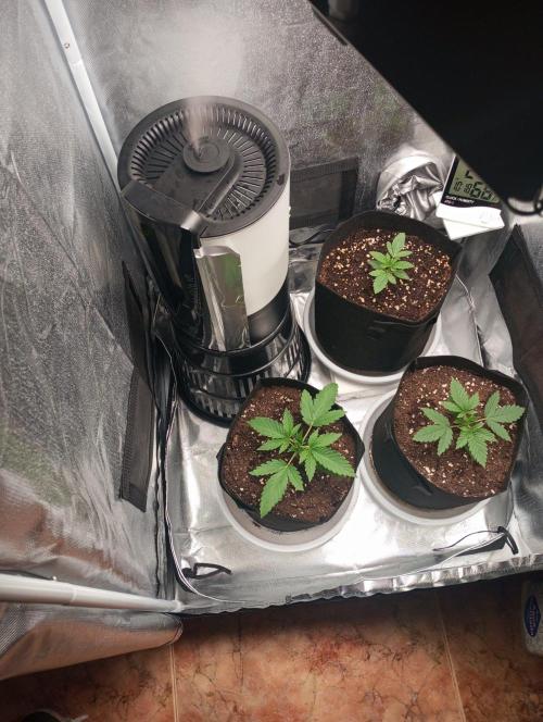 3 black domina feminizada. Week 2