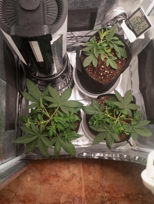 Black Domina. Week 3