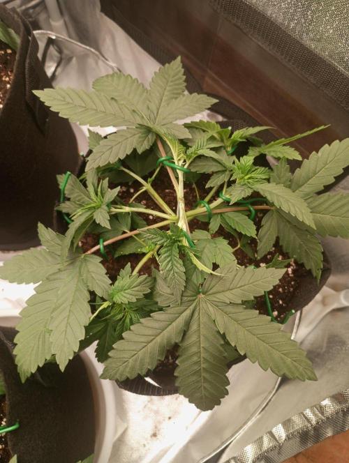 3 black domina feminizada. Week 4