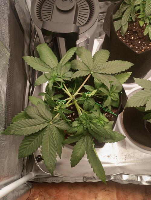 3 black domina feminizada. Week 4