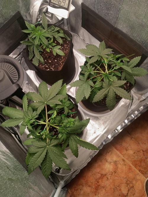 3 black domina feminizada. Week 4