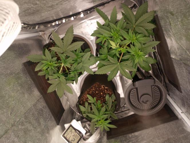 3 black domina feminizada. Week 4