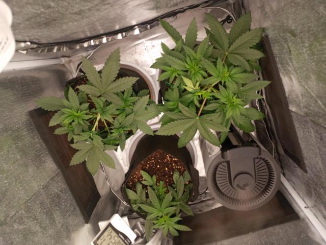 3 black domina feminizada. Week 4