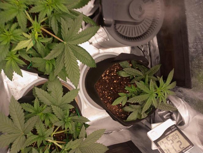 3 black domina feminizada. Week 4