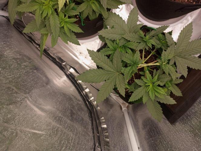 3 black domina feminizada. Week 4
