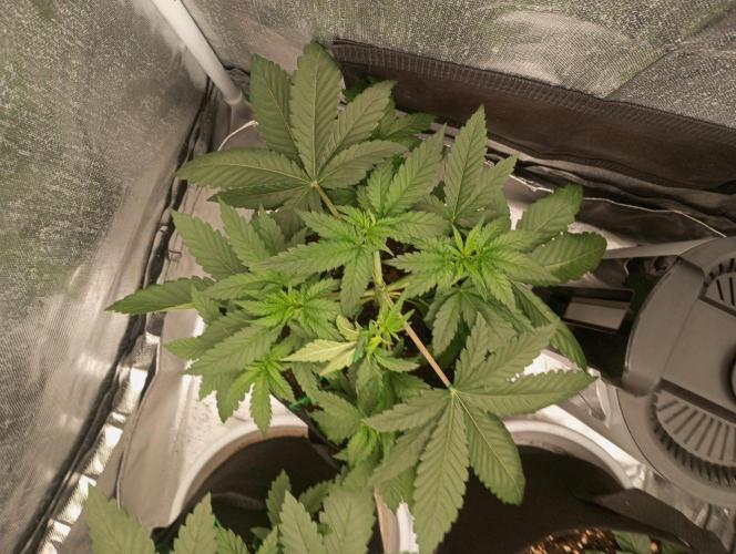 3 black domina feminizada. Week 4