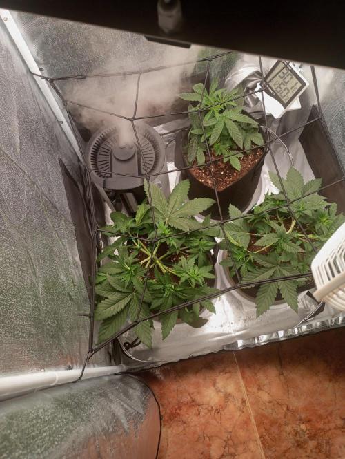 3 black domina feminizada. Week 4