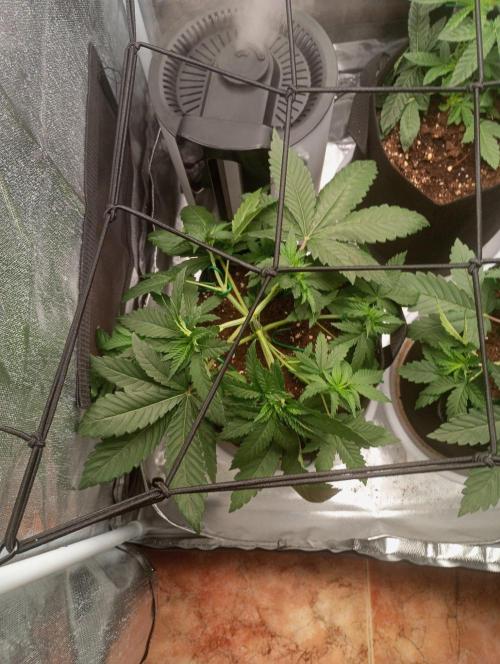 3 black domina feminizada. Week 4