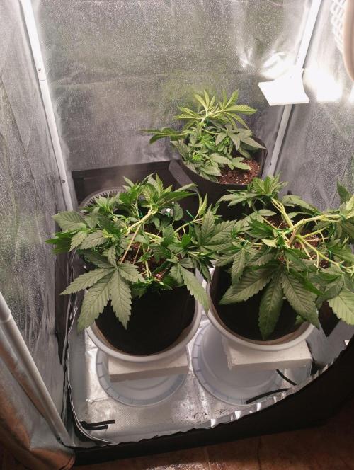 3 black domina feminizada. Week 4