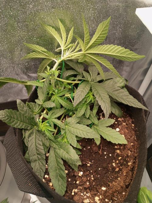3 black domina feminizada. Week 4
