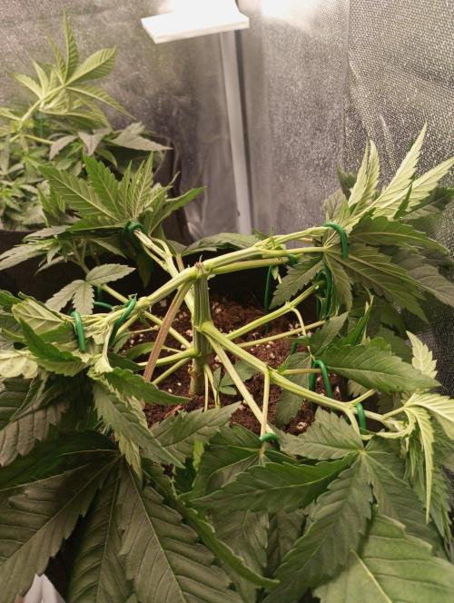 3 black domina feminizada. Week 4