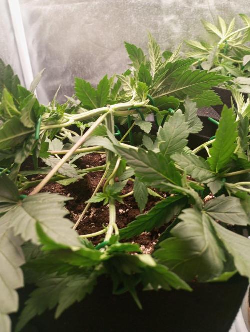 3 black domina feminizada. Week 4