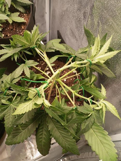 3 black domina feminizada. Week 4
