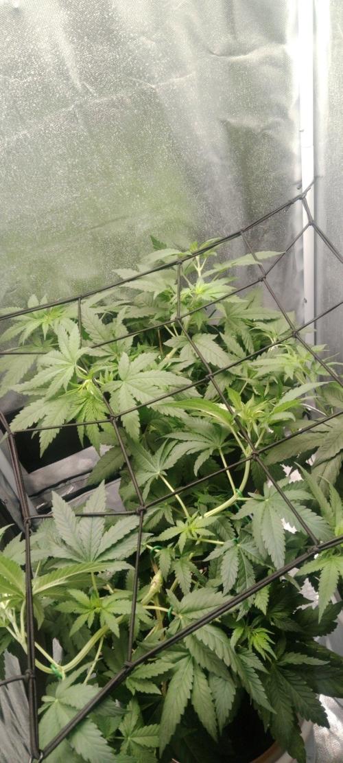 3 black domina feminizada. Week 4