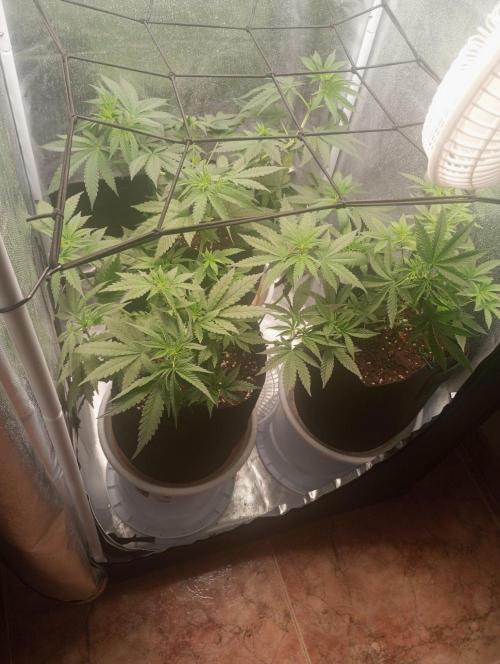 3 black domina feminizada. Week 4