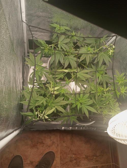 3 black domina feminizada. Week 4