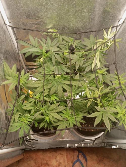 Black Domina. Week 6
