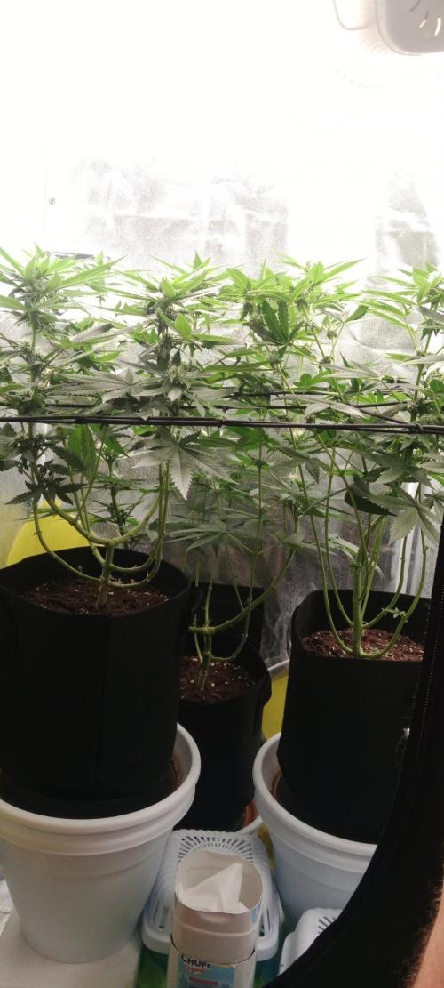 Black Domina. Week 7