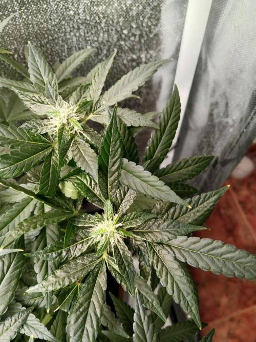 Black Domina. Week 8