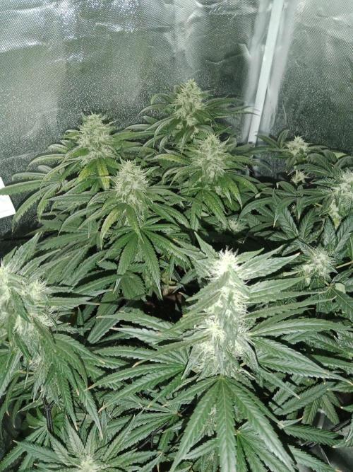 Black Domina. Week 9