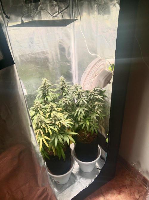 3 black domina feminizada. Week 10