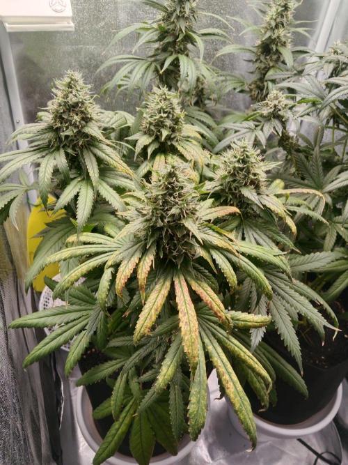 3 black domina feminizada. Week 10