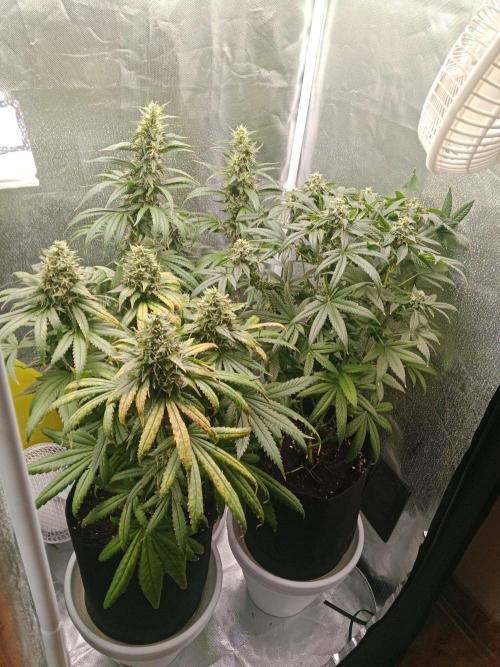 3 black domina feminizada. Week 10