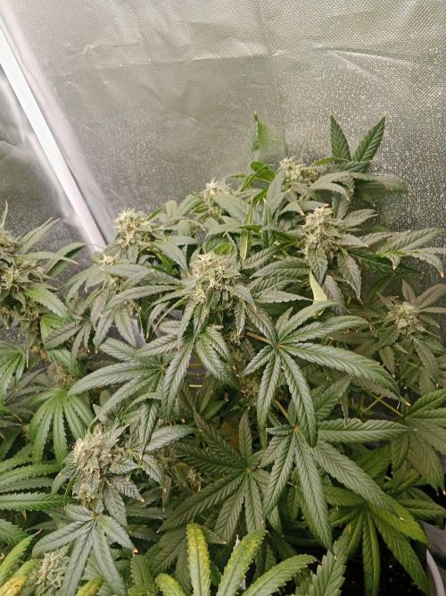 3 black domina feminizada. Week 10