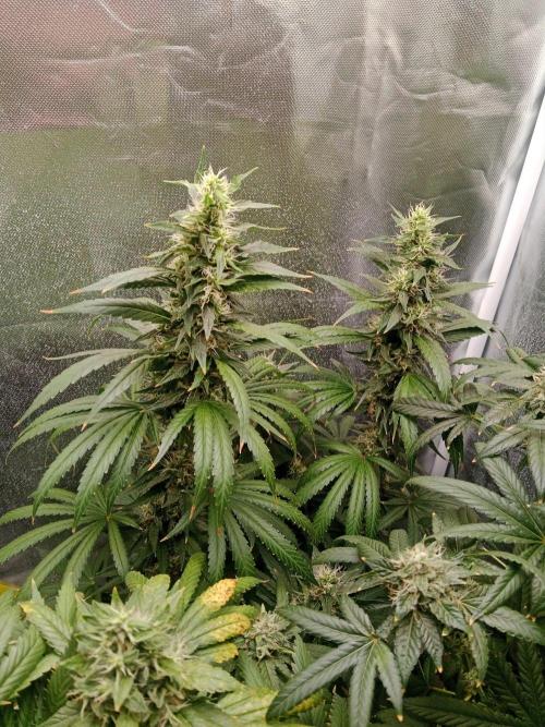 3 black domina feminizada. Week 10
