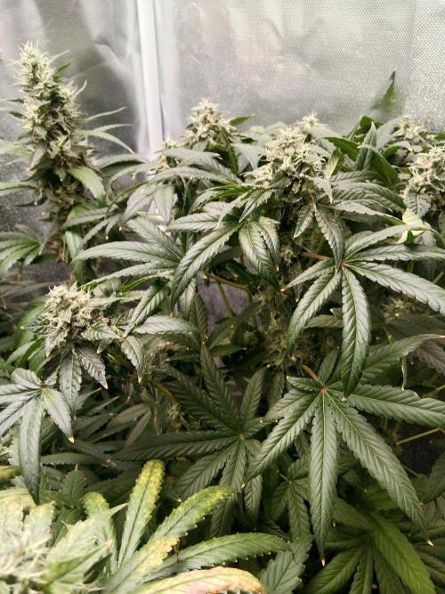 3 black domina feminizada. Week 10