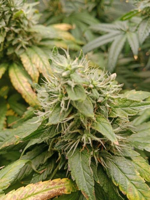 3 black domina feminizada. Week 10