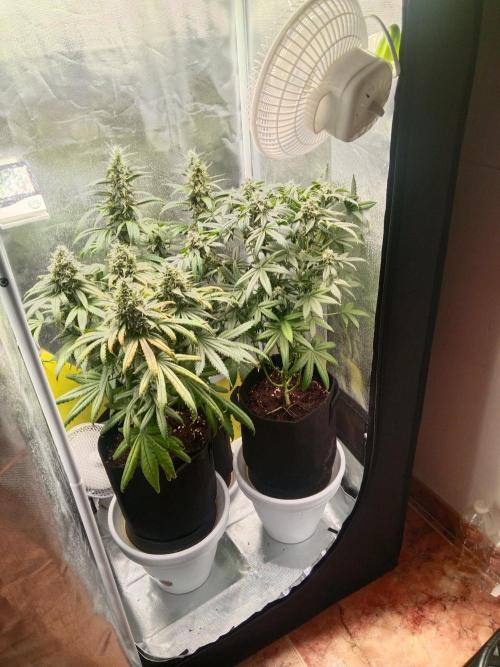 3 black domina feminizada. Week 10