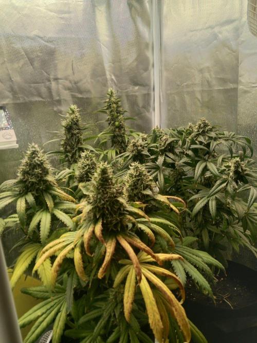 3 black domina feminizada. Week 11