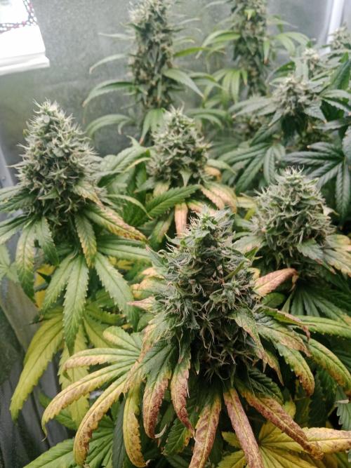 3 black domina feminizada. Week 11