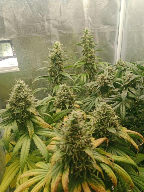3 black domina feminizada. Week 11