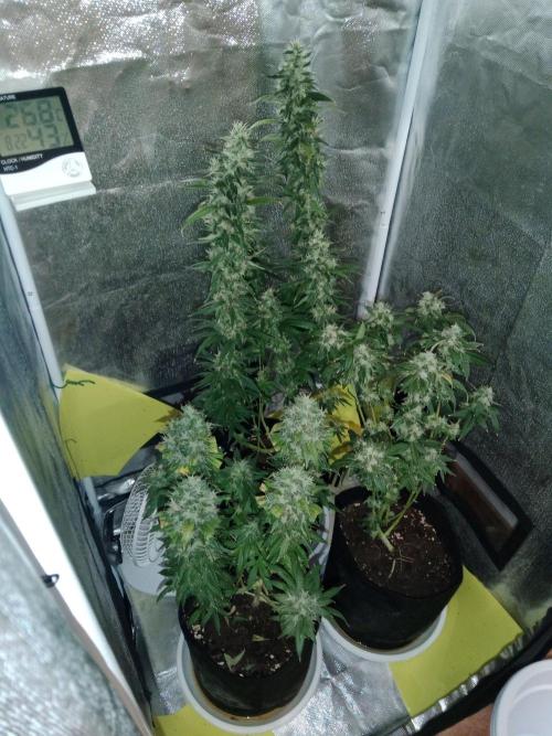 3 black domina feminizada. Week 11