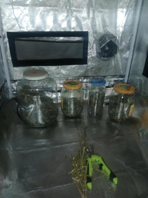 3 black domina feminizada. Week 11