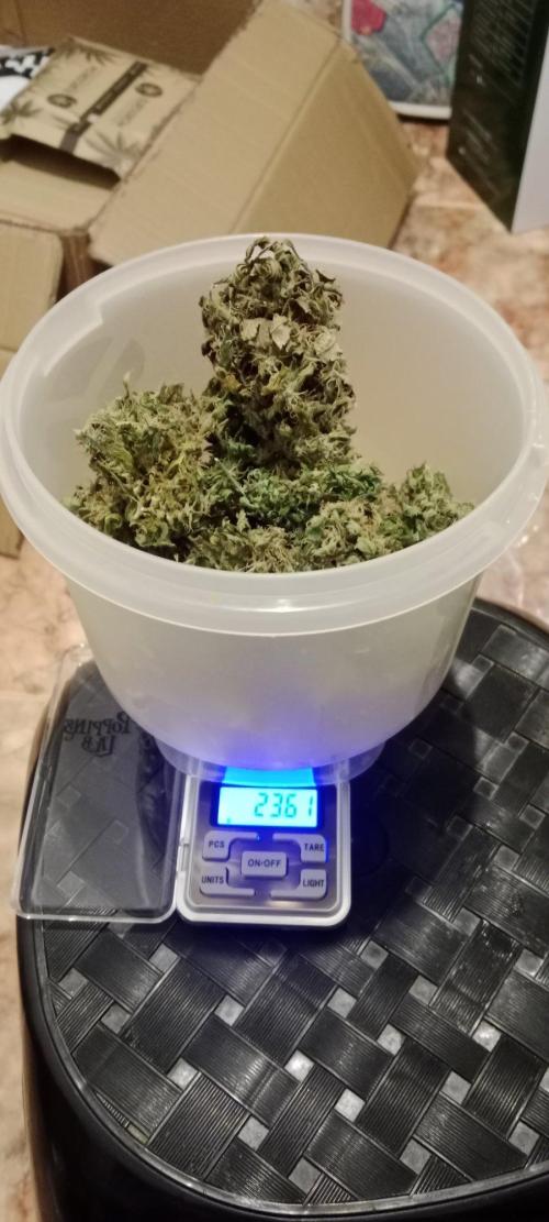 3 black domina feminizada. Week 11
