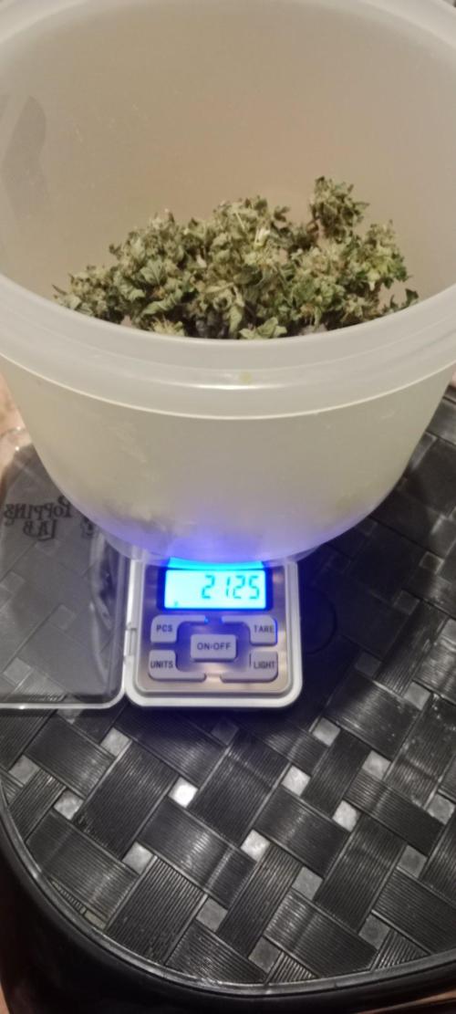 3 black domina feminizada. Week 11