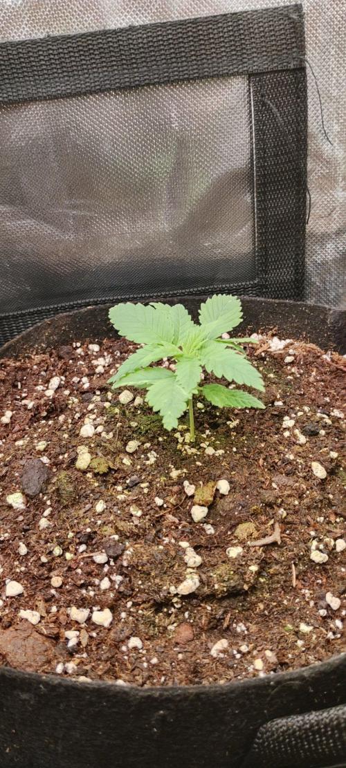 3 CHOCOLATE CREAM FEMINIZADA DE 00 SEEDS. Week 2