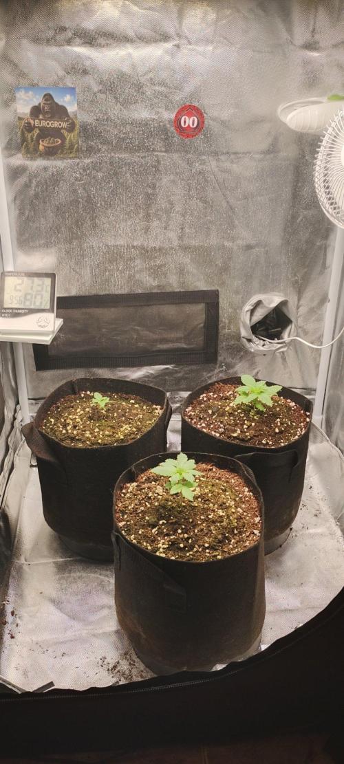 3 CHOCOLATE CREAM FEMINIZADA DE 00 SEEDS. Week 2