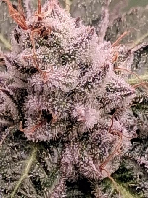 Deepwater cherry 🍒. Week 2