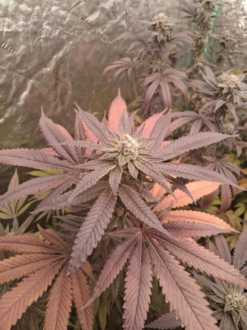 Deepwater cherry 🍒. Week 2