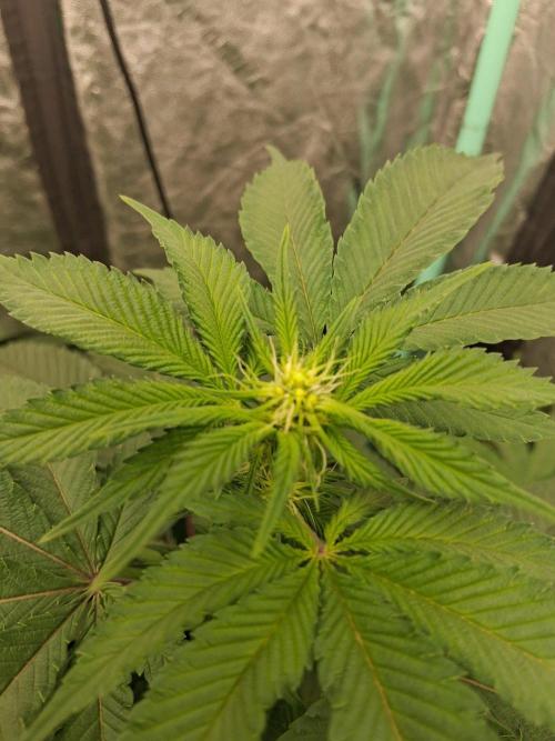 Deepwater Cherry. Week 3